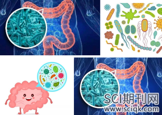 发表肠道菌群论文的sci