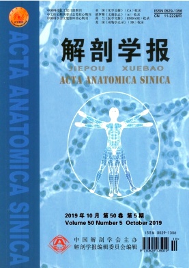 解剖学报